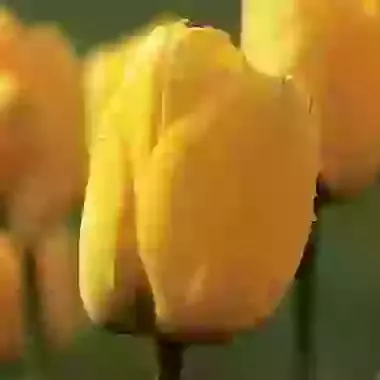 Golden Apeldoorn